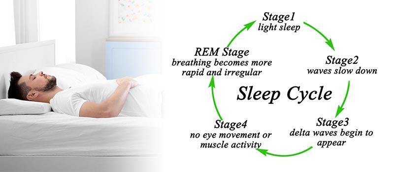 Sleep Cycle Explained