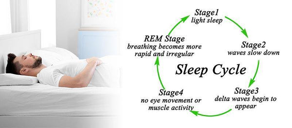 Sleep Cycle Explained - Sleepsia